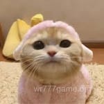 Avatar of Aftab Qureshi